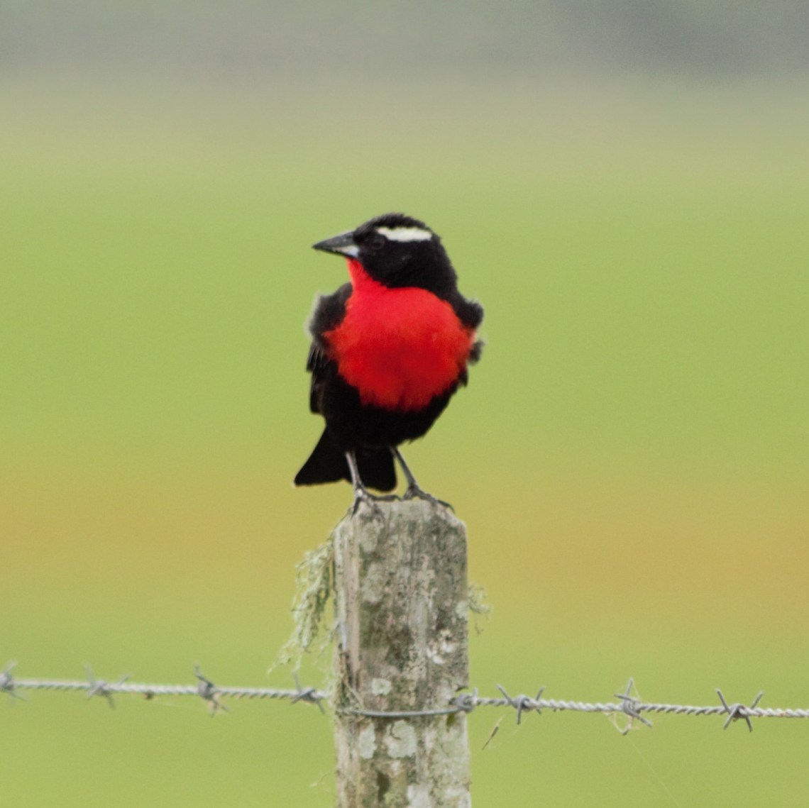 policia inglesa do sul