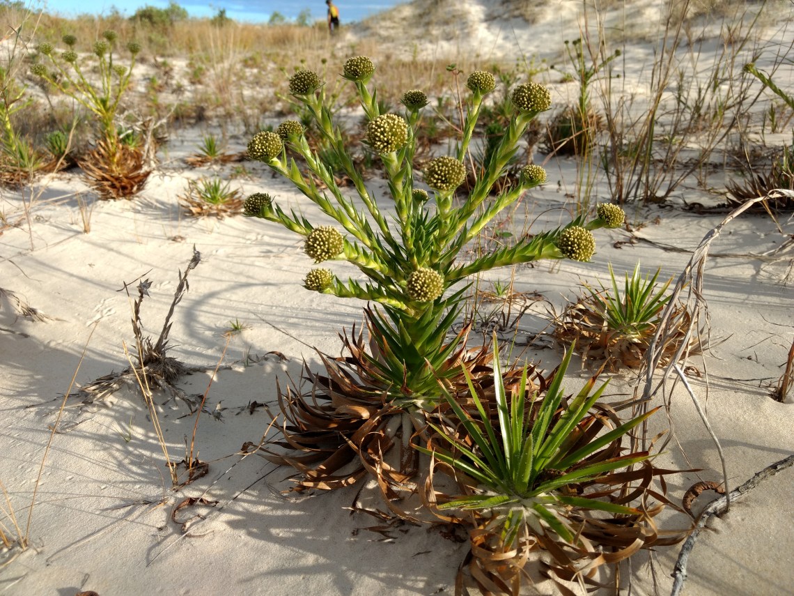 Vegetação das dunas