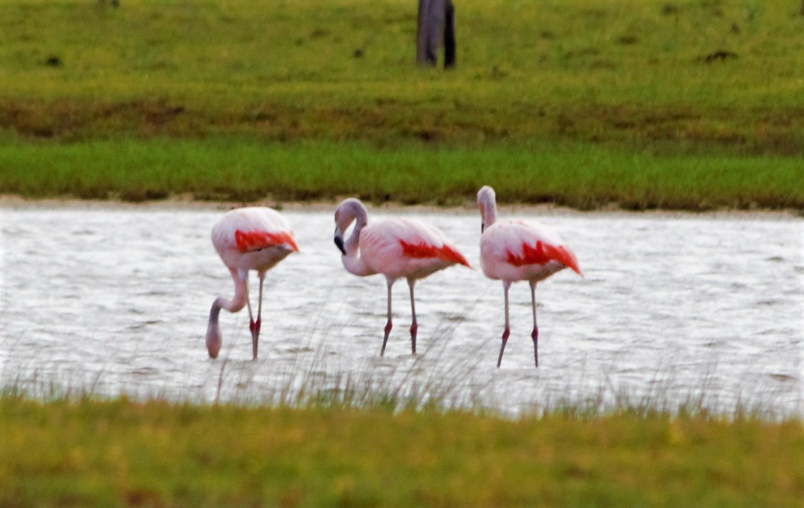 Flamingos 2