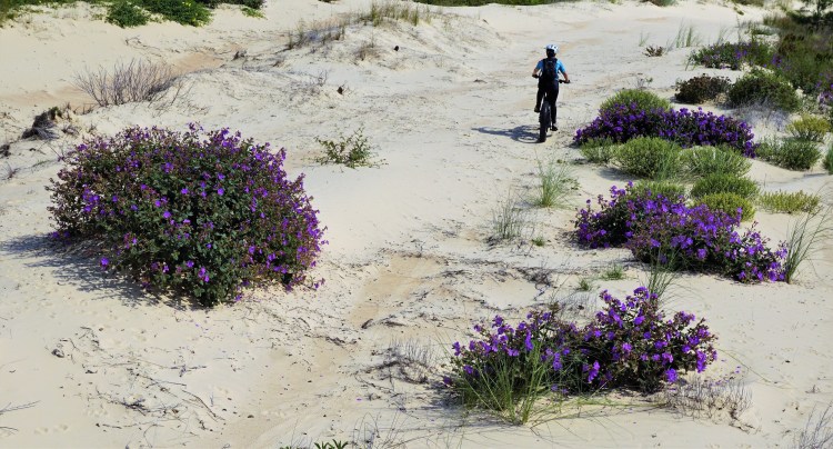 Quaresmeiras nas Dunas da praia da Cigana